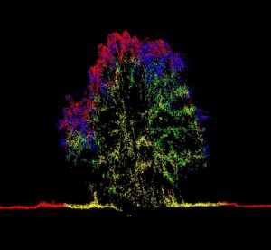 LiDAR tree cross section